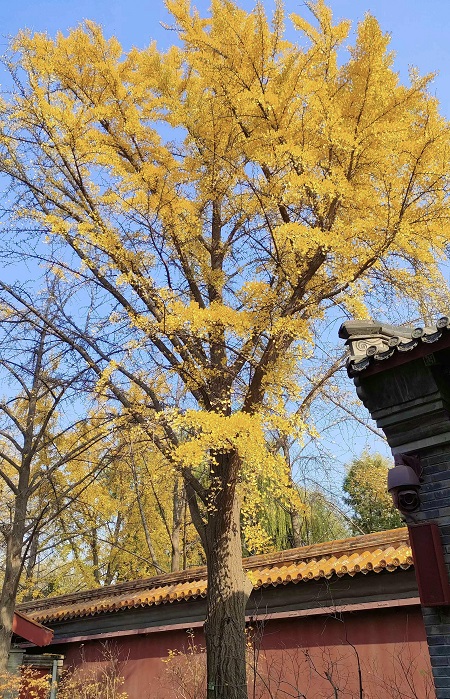 1733189421108625.jpg 銀杏1.jpg